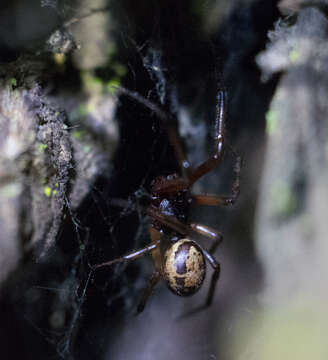 Image of Cobweb weaver