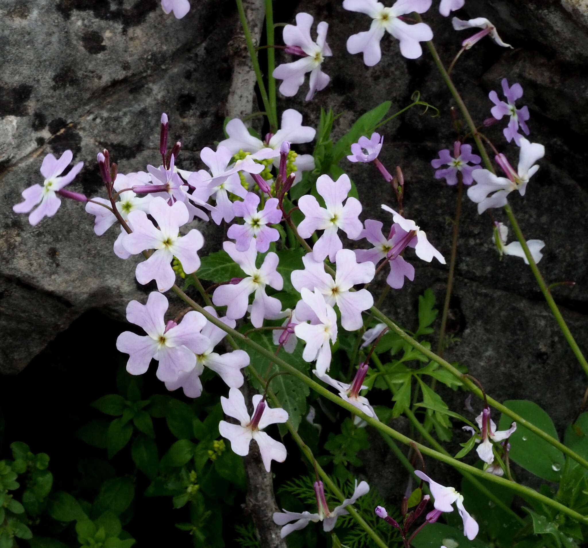 Imagem de Ricotia lunaria (L.) DC.