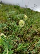 Image of Allium tuvinicum (N. Friesen) N. Friesen