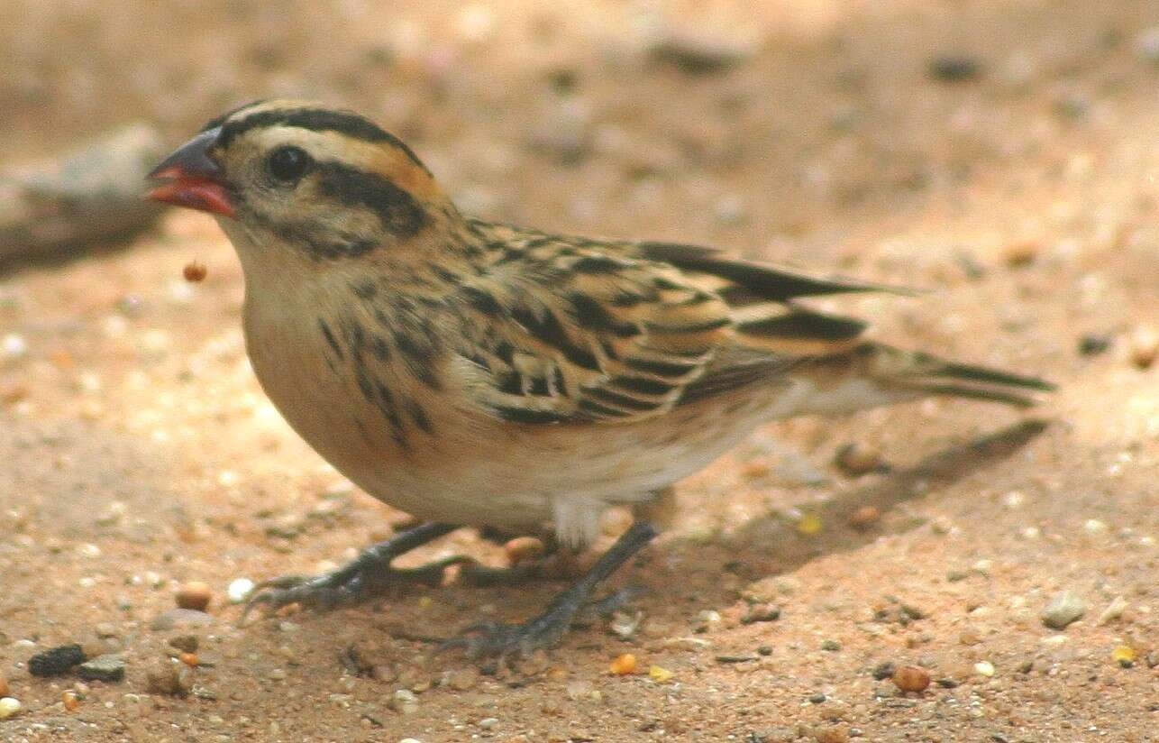 Image of Pin-tailed Whydah