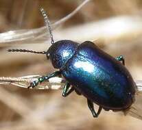 Image of Cobalt Milkweed Beetle