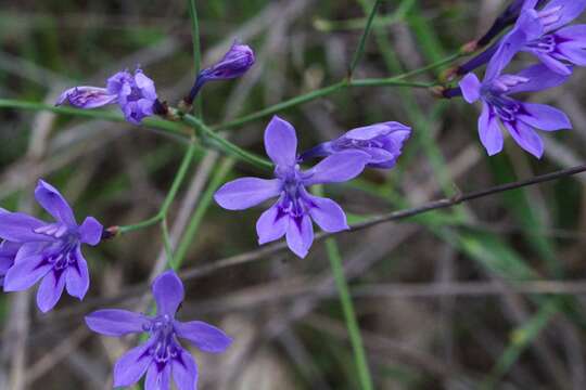 Image of Afrosolen erythranthus