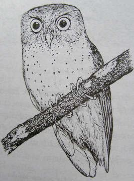 Image of Serendib Scops Owl