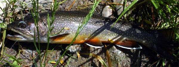 Image of brook trout