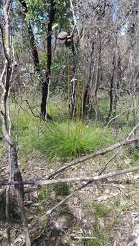 Image of Xanthorrhoea minor subsp. minor