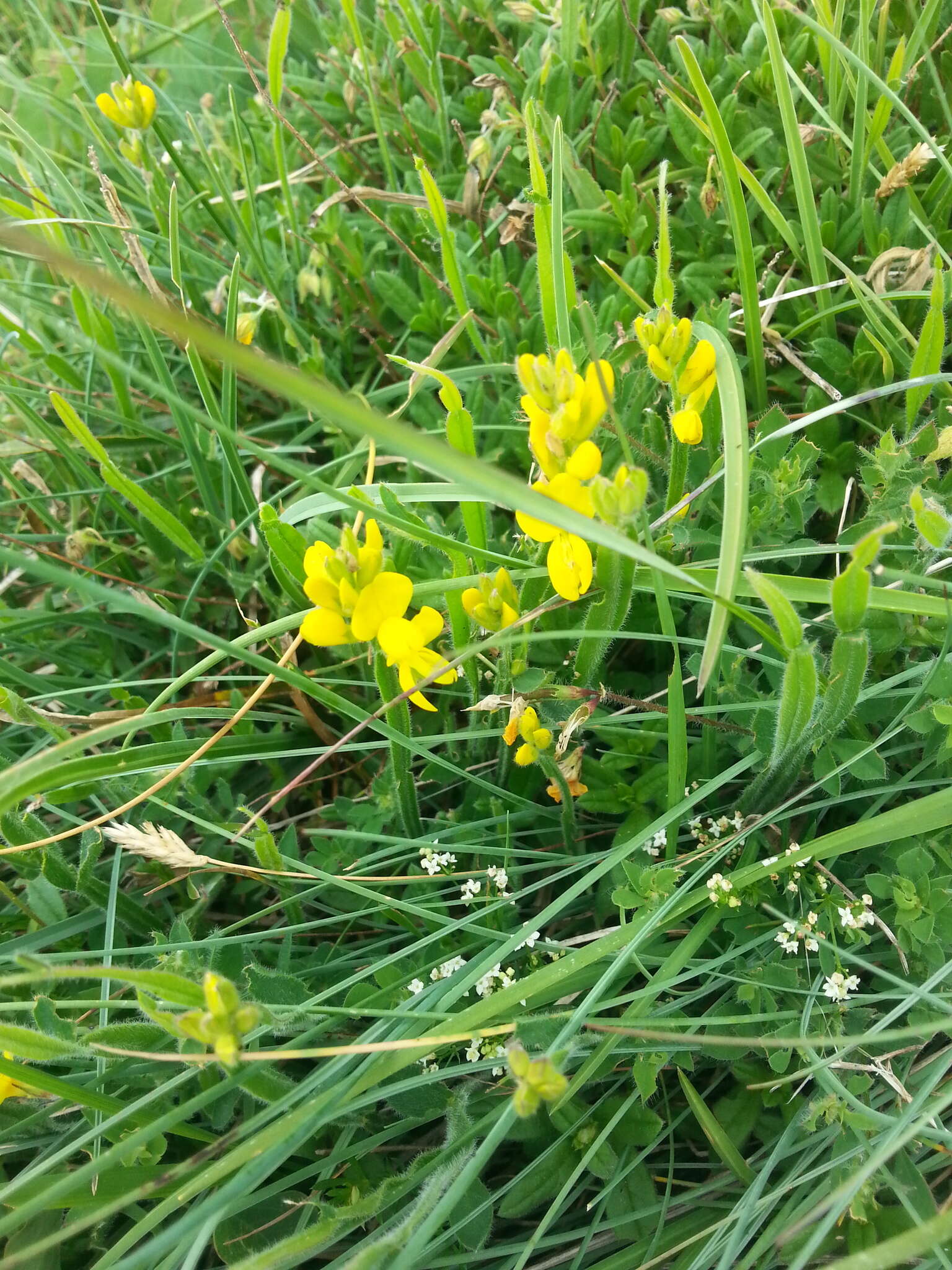 Слика од Genista sagittalis L.