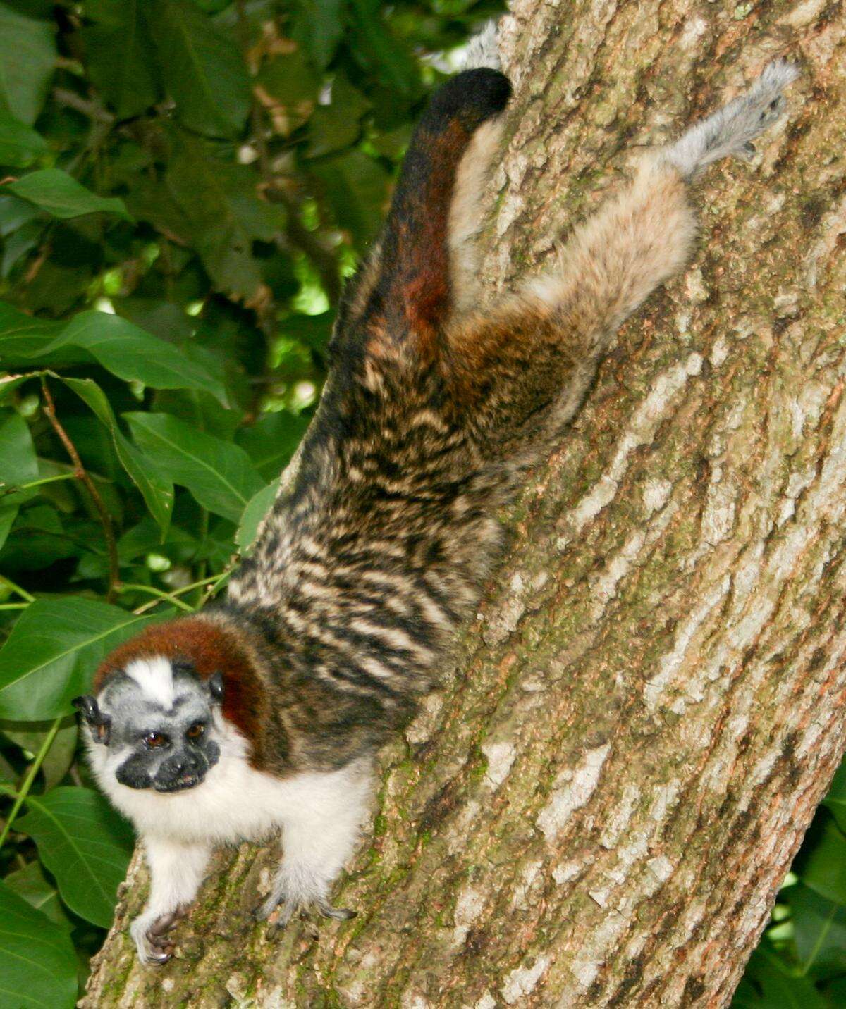 Image de Tamarin de Geoffroy