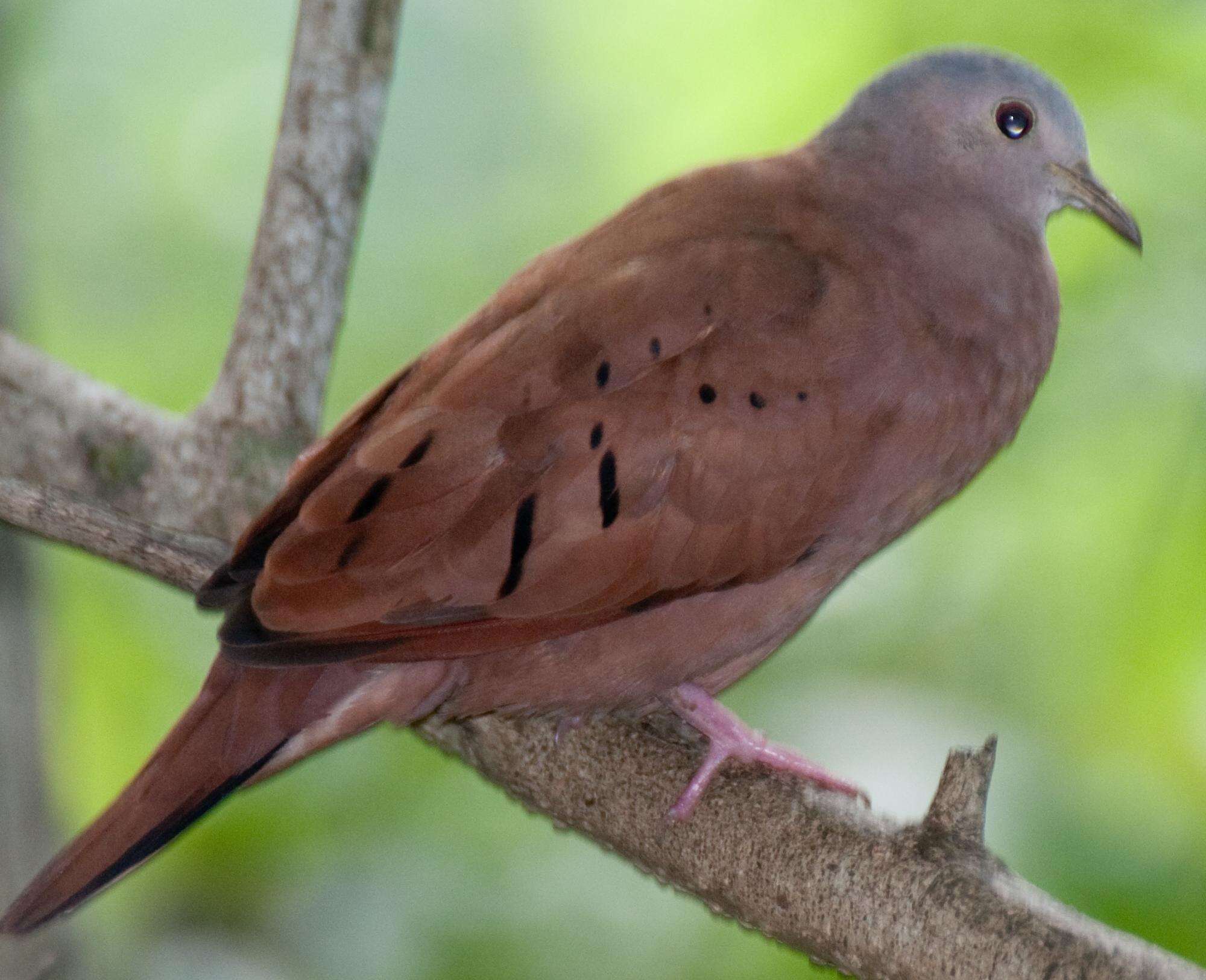 Image of Ruddy Ground Dove