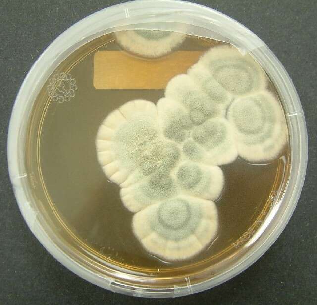 صورة Penicillium chrysogenum