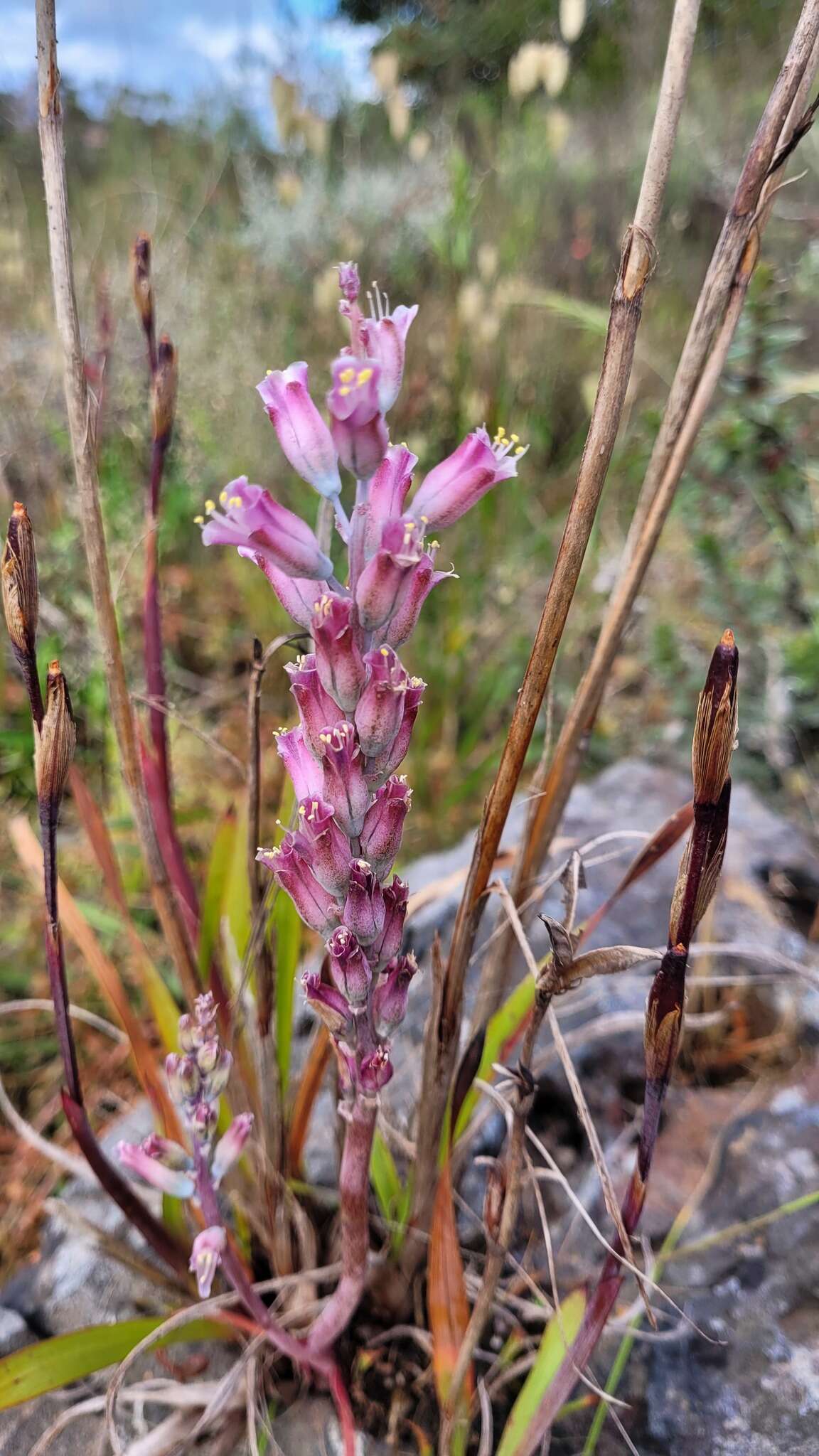 Image of Lachenalia salteri W. F. Barker