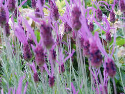 Imagem de Lavandula pedunculata (Mill.) Cav.