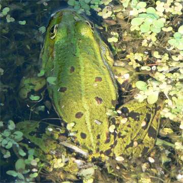 Image of Eurasian Marsh Frog