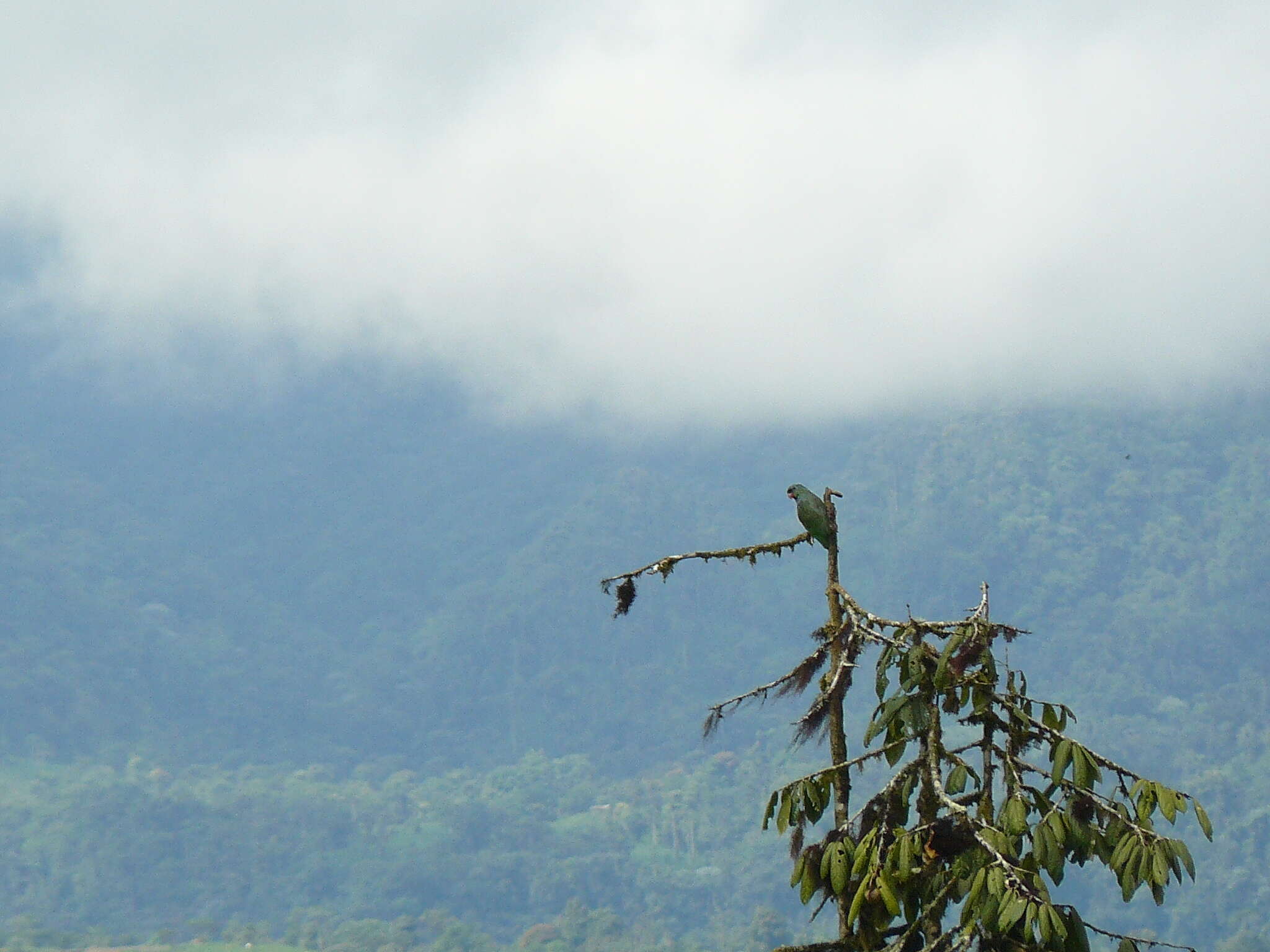 Image of Red-billed Parrot