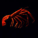 Image of fenix lobster