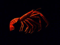Image of fenix lobster