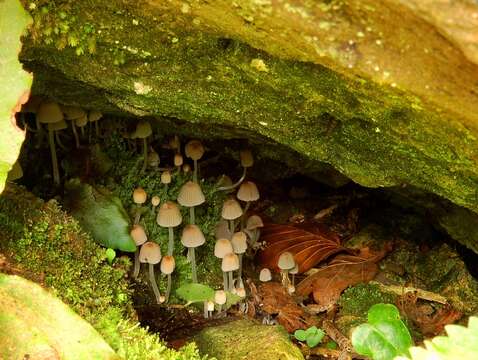 Image of Trooping Inkcaps