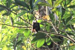 Image of Rennell Flying Fox