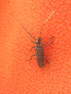 Sivun Monochamus notatus (Drury 1773) kuva