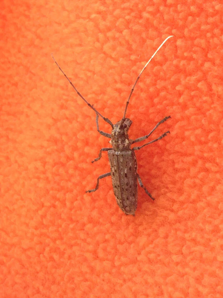 Sivun Monochamus notatus (Drury 1773) kuva