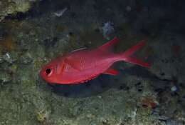 Image of Immaculate Squirrelfish