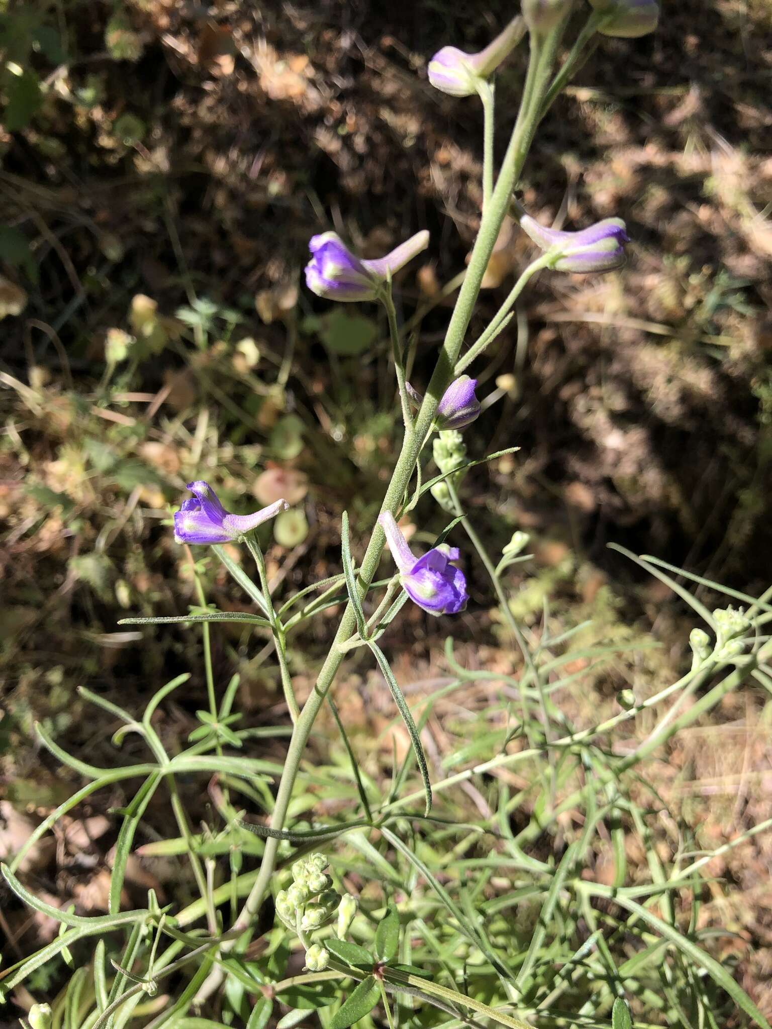 Image of San Bernardino larkspur