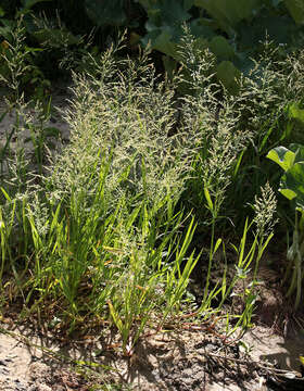 Image of whorlgrass