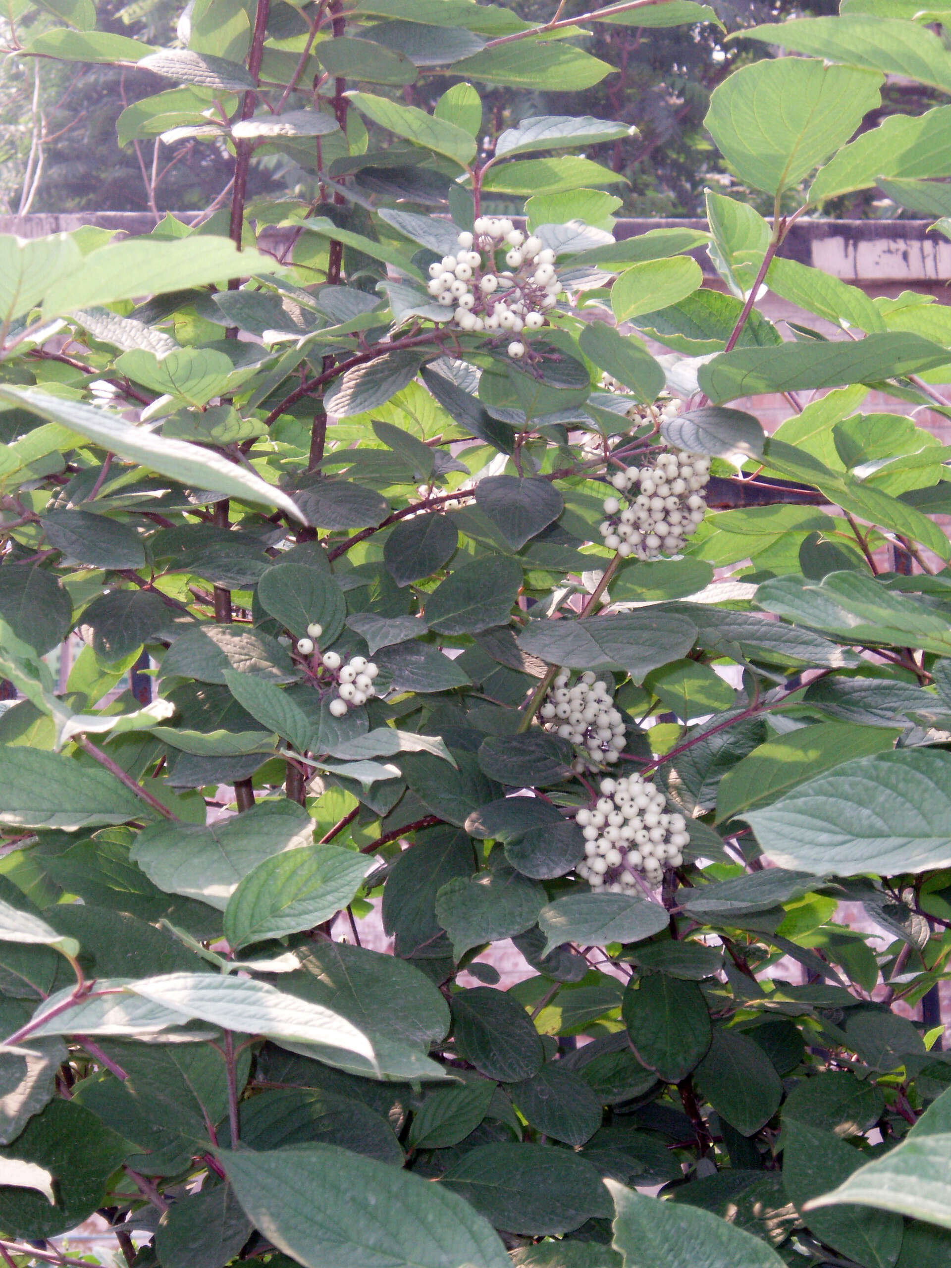 Image of giant dogwood