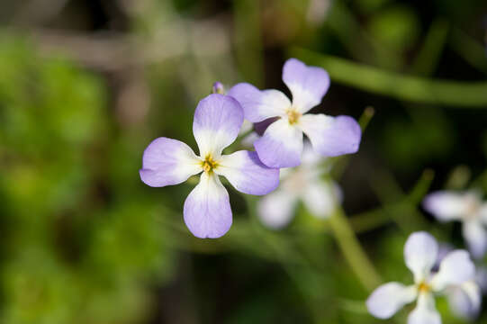 Image of Raphanus sativus var. sativus