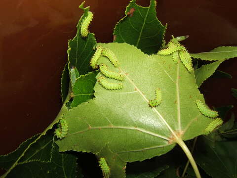 Image of Luna Moth