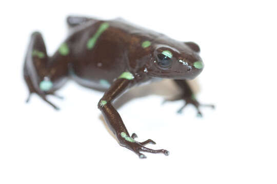 Image of Gold Arrow-poison Frog