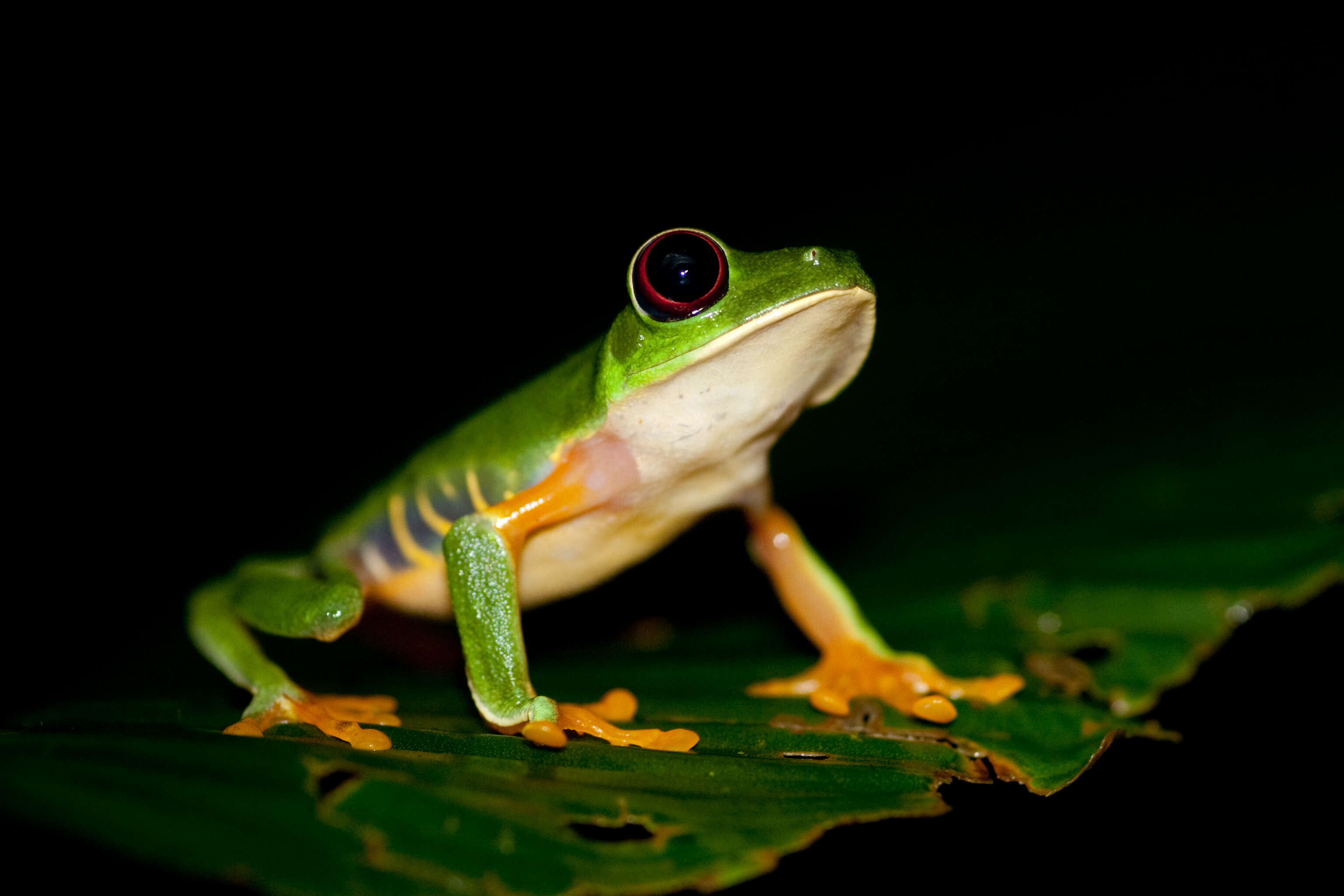 Image of Red-eyed Leaf frog