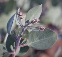 Image of Mallory's manzanita