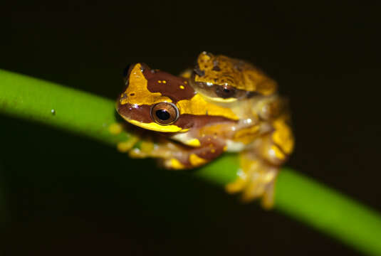 Image of Hourglass Treefrog