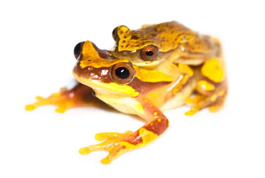 Image of Hourglass Treefrog