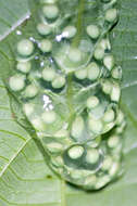 Image of Red-eyed Leaf frog