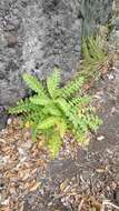 Imagem de Sonchus latifolius (Lowe) R. Jardim & M. Seq.