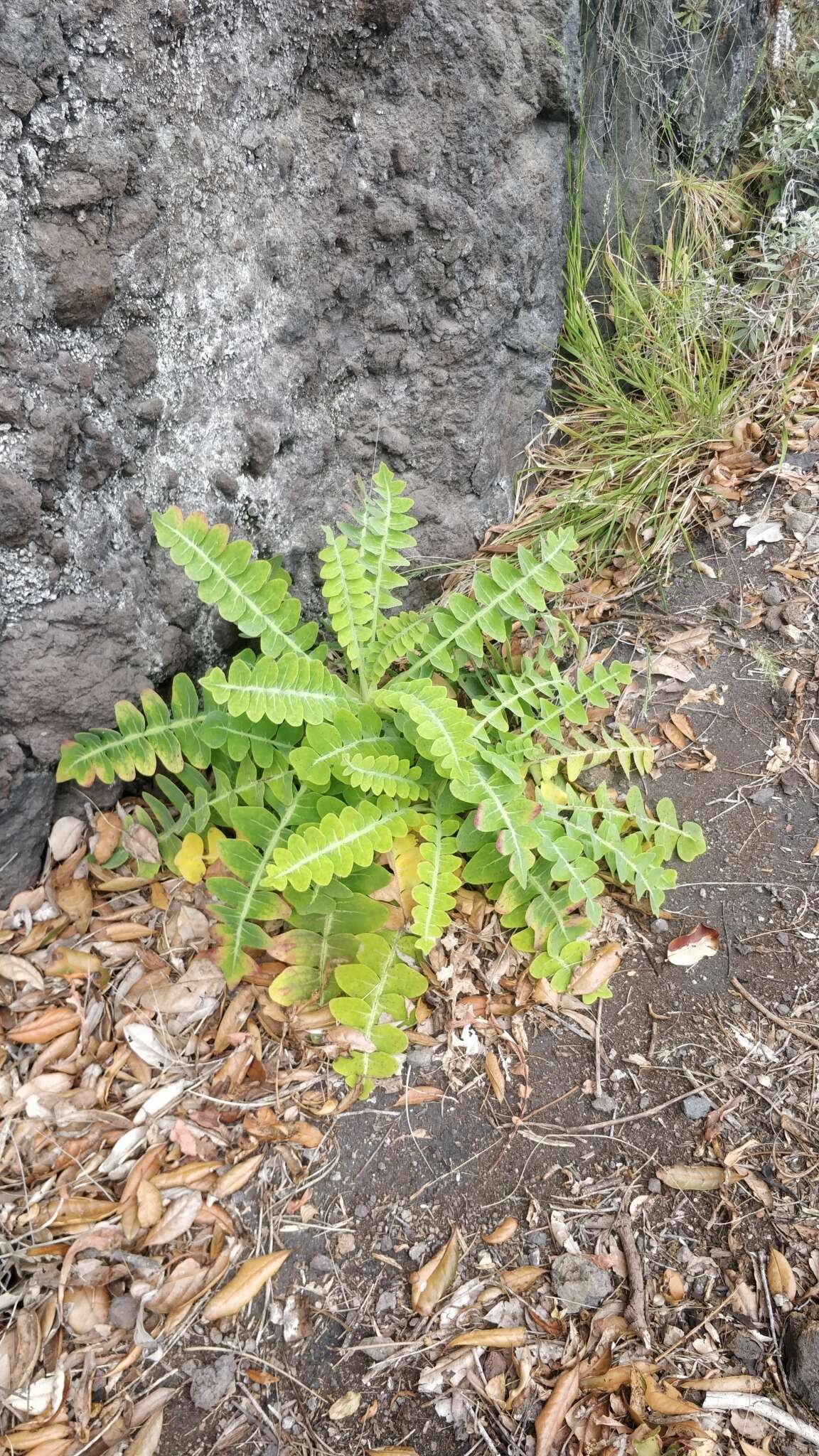 Imagem de Sonchus latifolius (Lowe) R. Jardim & M. Seq.