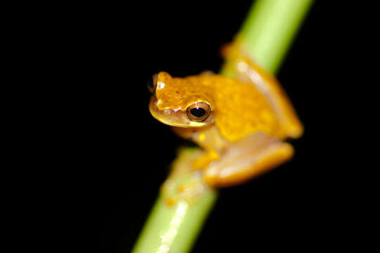 Image of Hourglass Treefrog