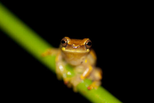 Image of Hourglass Treefrog