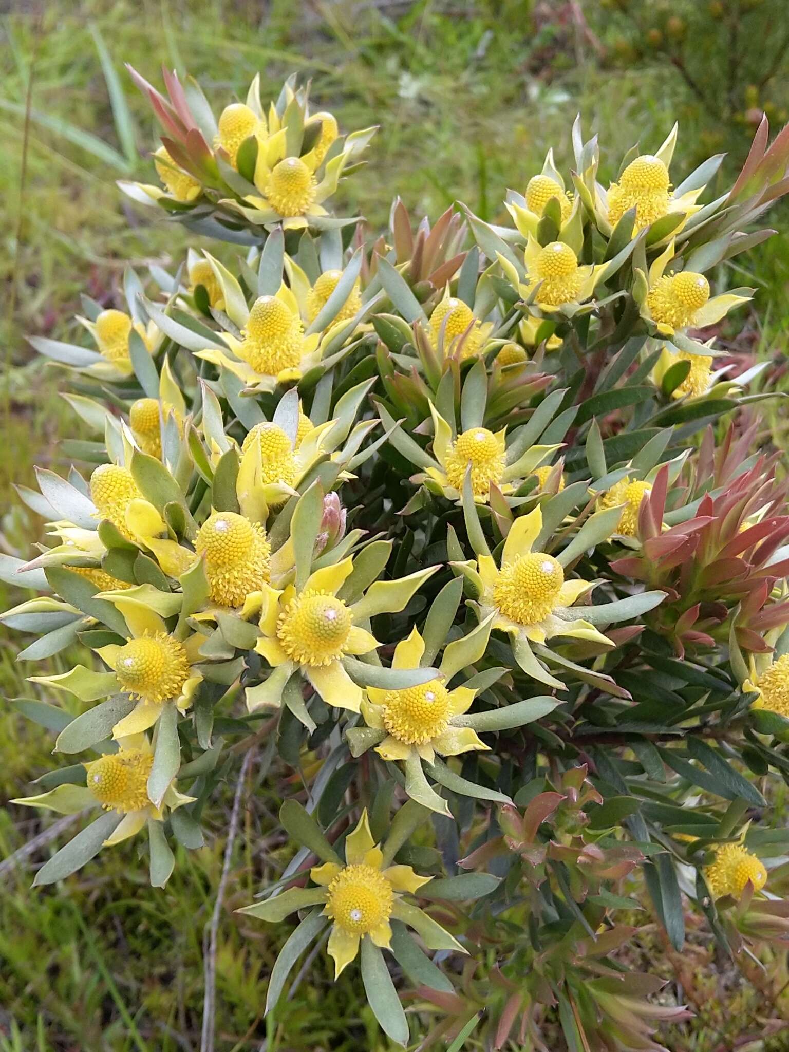 Imagem de Leucadendron floridum R. Br.