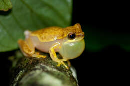 Image of Hourglass Treefrog