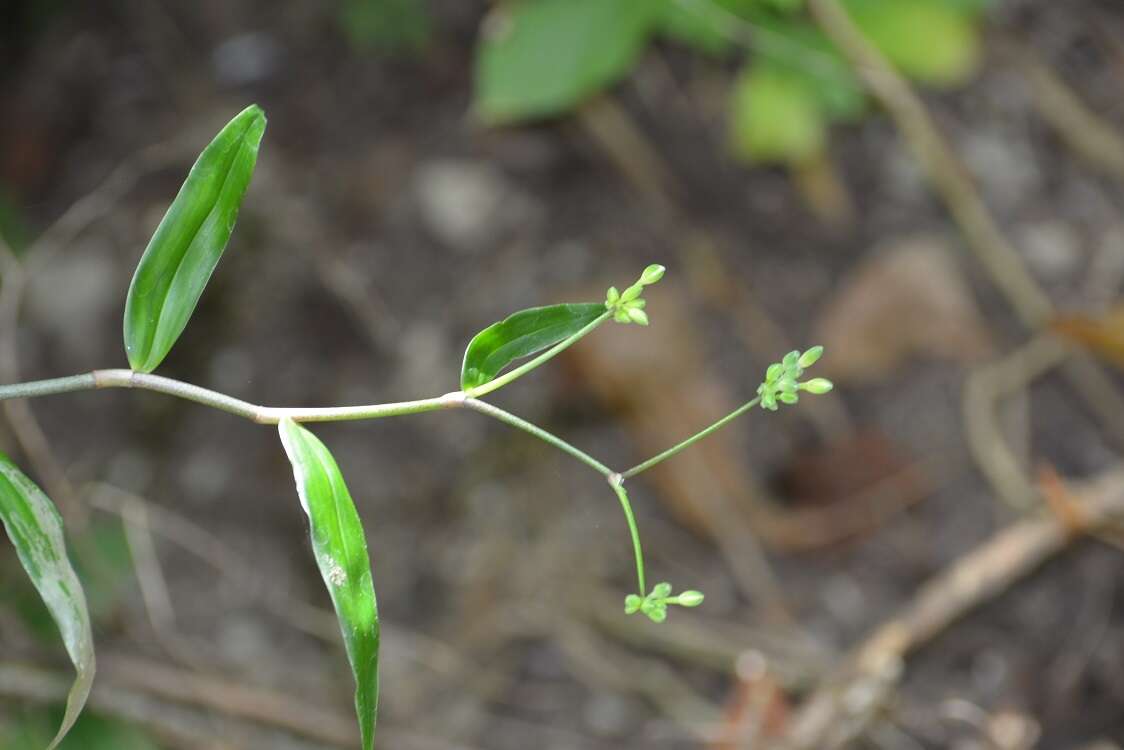 Image of Tripogandra grandiflora (Donn. Sm.) Woodson