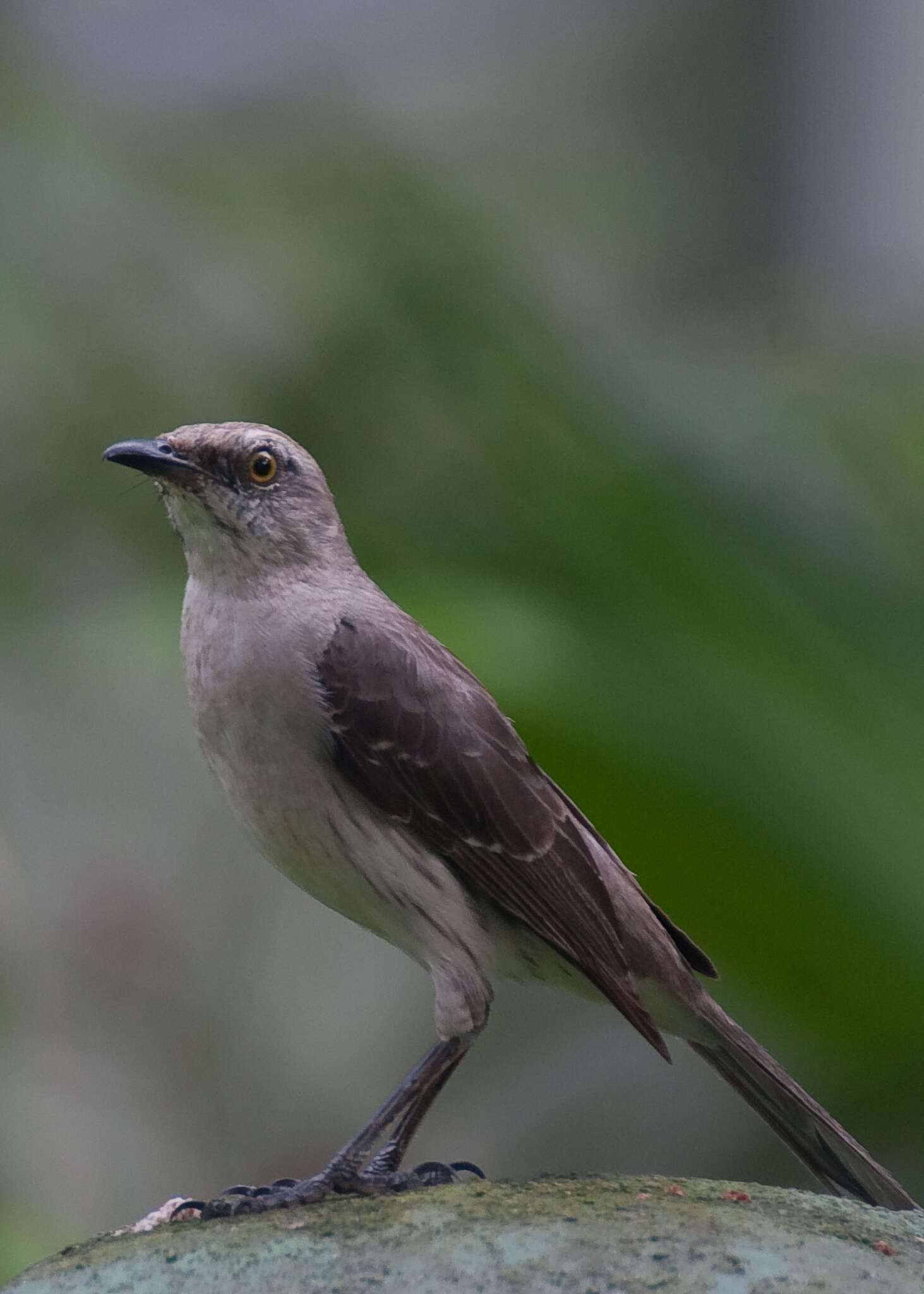 Image of Tropical Mockingbird