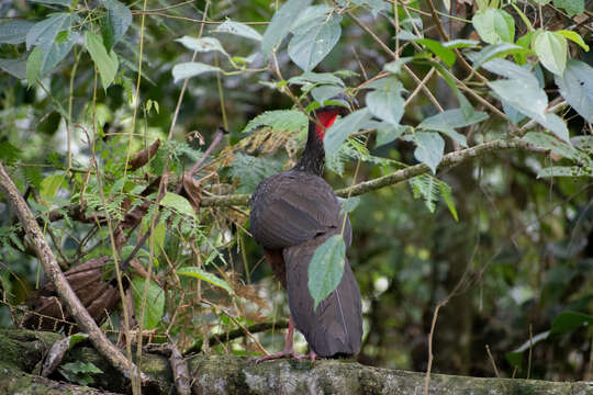 Image of Spix's Guan