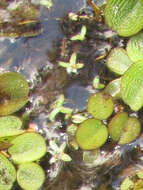 Image of valdivia duckweed