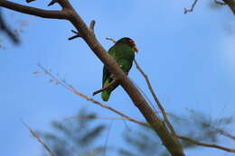 صورة Amazona xantholora (Gray & GR 1859)