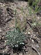 Plancia ëd Oreocarya flavoculata A. Nels.