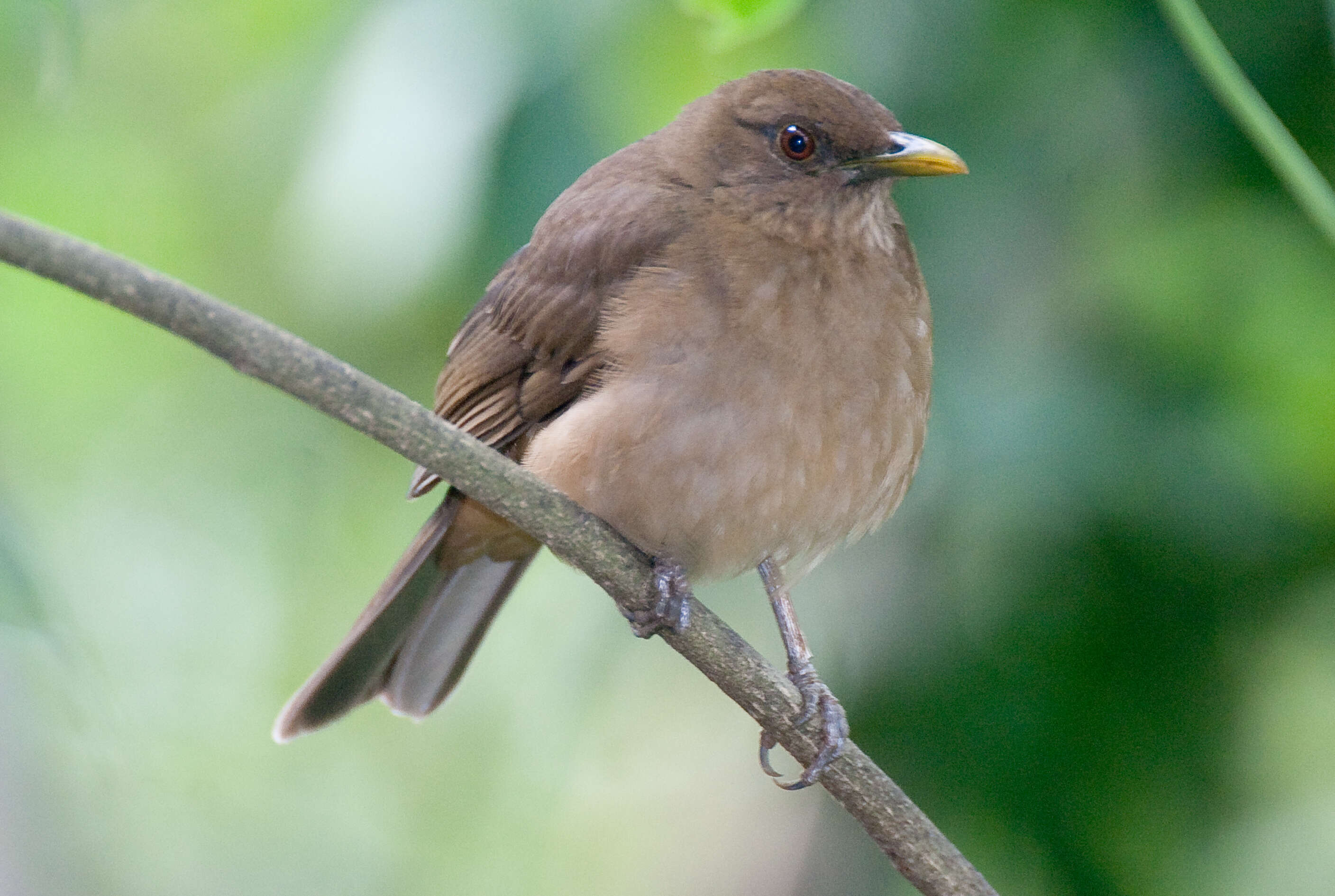 Image of thrushes