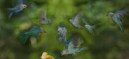 Image of Blue-gray Tanager