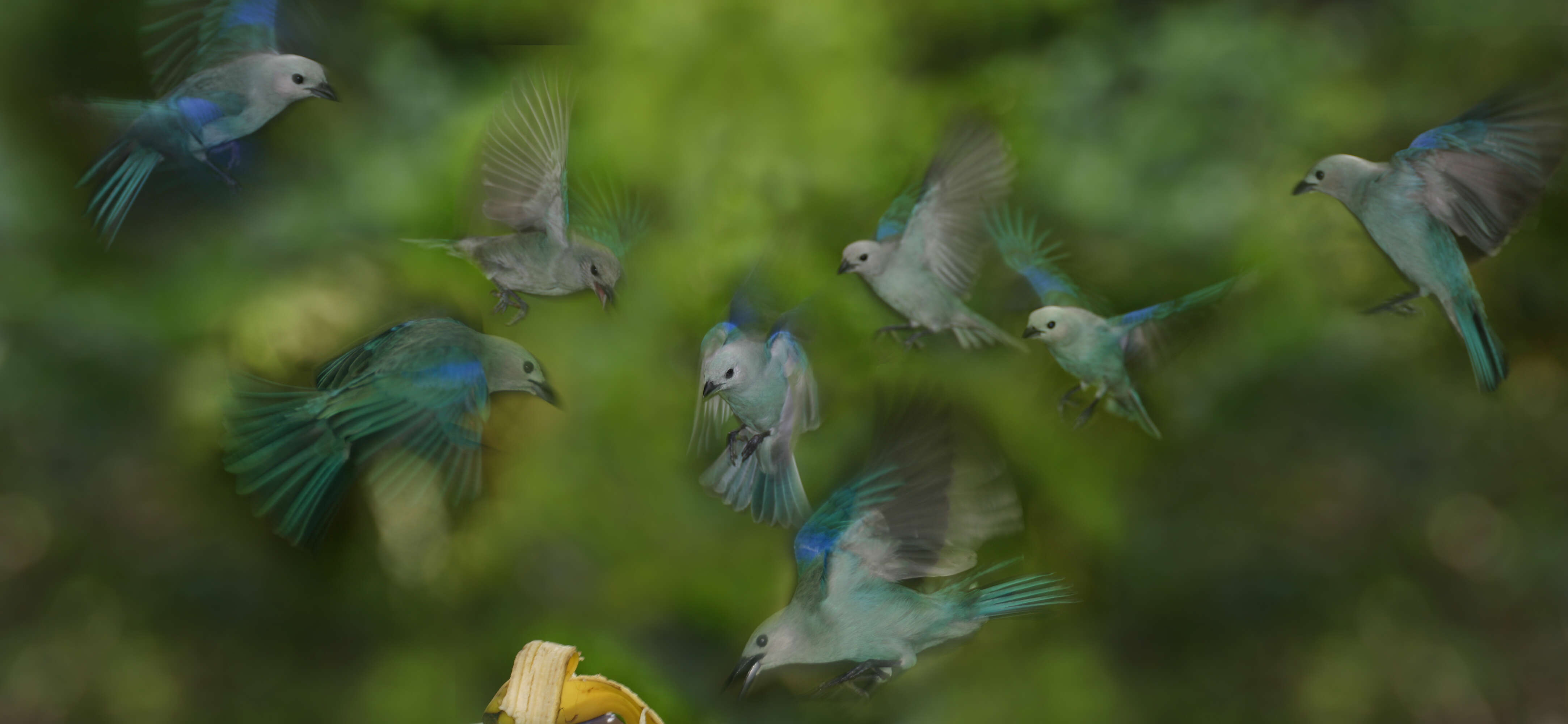 Image of Blue-gray Tanager